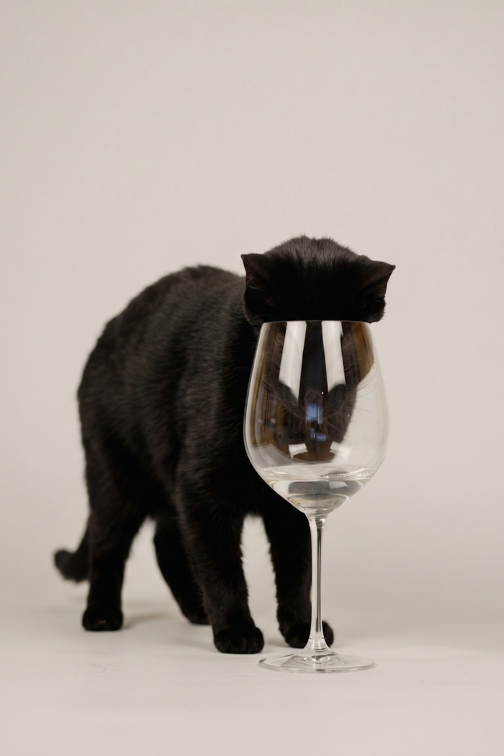 Whisker Fatigue: The Silent Stressor of Feline Dining